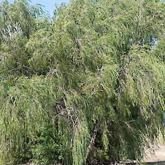 Upper Hutt.<br>Photographer: Jeremy R. Rolfe, Date taken: 01/03/2015, Licence: <a target='_blank' href='https://creativecommons.org/licenses/by/4.0'>CC BY</a>.
