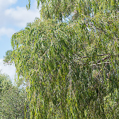 Upper Hutt.<br>Photographer: Jeremy R. Rolfe, Date taken: 01/03/2015, Licence: <a target='_blank' href='https://creativecommons.org/licenses/by/4.0'>CC BY</a>.