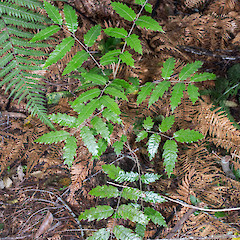 Seedling. Stokes Valley, Lower Hutt.<br>Photographer: Jeremy R. Rolfe, Date taken: 09/10/2016, Licence: <a target='_blank' href='https://creativecommons.org/licenses/by/4.0'>CC BY</a>.