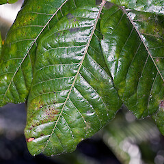 In cultivation.<br>Photographer: Jeremy R. Rolfe, Date taken: 26/10/2007, Licence: <a target='_blank' href='https://creativecommons.org/licenses/by/4.0'>CC BY</a>. <a class='member-message' href='/nzpcn/why-join-nzpcn/' target='_blank'>Members can view a larger version of this image.</a>