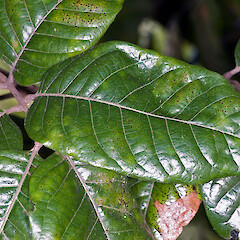 Alectryon excelsus subsp. grandis