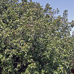 In cultivation.<br>Photographer: Jeremy R. Rolfe, Date taken: 26/10/2007, Licence: <a target='_blank' href='https://creativecommons.org/licenses/by/4.0'>CC BY</a>. <a class='member-message' href='/nzpcn/why-join-nzpcn/' target='_blank'>Members can view a larger version of this image.</a>