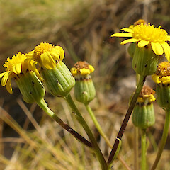 Alfred River, Springs Junction area. January.<br>Photographer: Rowan Hindmarsh-Walls, Date taken: 04/01/2022, Licence: <a target='_blank' href='https://creativecommons.org/licenses/by-nc/4.0'>CC BY-NC</a>. <a class='member-message' href='/nzpcn/why-join-nzpcn/' target='_blank'>Members can view a larger version of this image.</a>