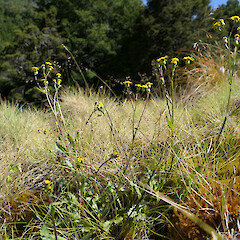 On limestone. Alfred River, Springs Junction area, 500m asl. January.<br>Photographer: Rowan Hindmarsh-Walls, Date taken: 04/01/2022, Licence: <a target='_blank' href='https://creativecommons.org/licenses/by-nc/4.0'>CC BY-NC</a>. <a class='member-message' href='/nzpcn/why-join-nzpcn/' target='_blank'>Members can view a larger version of this image.</a>