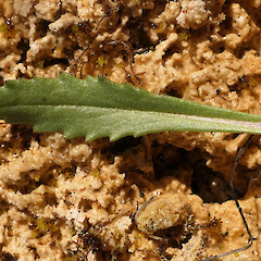 Upper leaf surface detail. Alfred River, Springs Junction area.<br>Photographer: Rowan Hindmarsh-Walls, Date taken: 04/01/2022, Licence: <a target='_blank' href='https://creativecommons.org/licenses/by-nc/4.0'>CC BY-NC</a>. <a class='member-message' href='/nzpcn/why-join-nzpcn/' target='_blank'>Members can view a larger version of this image.</a>