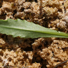 Lower leaf surface detail. Alfred River, Springs Junction area.<br>Photographer: Rowan Hindmarsh-Walls, Date taken: 04/01/2022, Licence: <a target='_blank' href='https://creativecommons.org/licenses/by-nc/4.0'>CC BY-NC</a>. <a class='member-message' href='/nzpcn/why-join-nzpcn/' target='_blank'>Members can view a larger version of this image.</a>