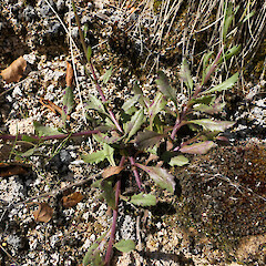 Alfred River, Springs Junction area. 500m asl.<br>Photographer: Rowan Hindmarsh-Walls, Date taken: 04/01/2022, Licence: <a target='_blank' href='https://creativecommons.org/licenses/by-nc/4.0'>CC BY-NC</a>. <a class='member-message' href='/nzpcn/why-join-nzpcn/' target='_blank'>Members can view a larger version of this image.</a>