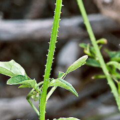Solanum opacum with armed stems. Hikurua / de Surville Cliffs, Te Paki.<br>Photographer: Jeremy R. Rolfe, Date taken: 20/09/2011, Licence: <a target='_blank' href='https://creativecommons.org/licenses/by/4.0'>CC BY</a>. <a class='member-message' href='/nzpcn/why-join-nzpcn/' target='_blank'>Members can view a larger version of this image.</a>