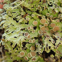 Pannaria pallida