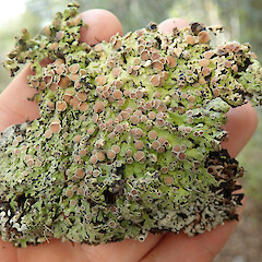 Craigieburn Forest Park.<br>Photographer: Melissa Hutchison, Date taken: 07/02/2022, Licence: <a target='_blank' href='https://creativecommons.org/licenses/by-nc/4.0'>CC BY-NC</a>. <a class='member-message' href='/nzpcn/why-join-nzpcn/' target='_blank'>Members can view a larger version of this image.</a>