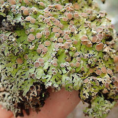 Craigieburn Forest Park.<br>Photographer: Melissa Hutchison, Date taken: 07/02/2022, Licence: <a target='_blank' href='https://creativecommons.org/licenses/by-nc/4.0'>CC BY-NC</a>. <a class='member-message' href='/nzpcn/why-join-nzpcn/' target='_blank'>Members can view a larger version of this image.</a>