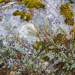 Cobb Valley.<br>Photographer: Jeremy R. Rolfe, Date taken: 17/03/2016, Licence: <a target='_blank' href='https://creativecommons.org/licenses/by/4.0'>CC BY</a>. <a class='member-message' href='/nzpcn/why-join-nzpcn/' target='_blank'>Members can view a larger version of this image.</a>