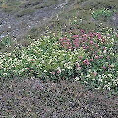 Wellington south coast.<br>Photographer: Jeremy R. Rolfe, Licence: <a target='_blank' href='https://creativecommons.org/licenses/by/4.0'>CC BY</a>.