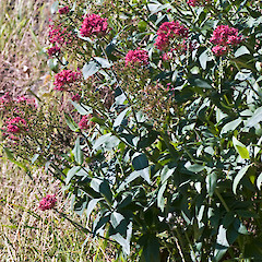 Pauatahanui.<br>Photographer: Jeremy R. Rolfe, Date taken: 05/12/2009, Licence: <a target='_blank' href='https://creativecommons.org/licenses/by/4.0'>CC BY</a>.