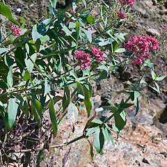 Pauatahanui.<br>Photographer: Jeremy R. Rolfe, Date taken: 05/12/2009, Licence: <a target='_blank' href='https://creativecommons.org/licenses/by/4.0'>CC BY</a>.