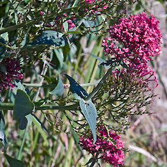Pauatahanui.<br>Photographer: Jeremy R. Rolfe, Date taken: 05/12/2009, Licence: <a target='_blank' href='https://creativecommons.org/licenses/by/4.0'>CC BY</a>.