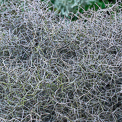 In cultivation.<br>Photographer: Jeremy R. Rolfe, Date taken: 07/11/2018, Licence: <a target='_blank' href='https://creativecommons.org/licenses/by/4.0'>CC BY</a>. <a class='member-message' href='/nzpcn/why-join-nzpcn/' target='_blank'>Members can view a larger version of this image.</a>