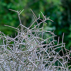 In cultivation.<br>Photographer: Jeremy R. Rolfe, Date taken: 07/11/2018, Licence: <a target='_blank' href='https://creativecommons.org/licenses/by/4.0'>CC BY</a>. <a class='member-message' href='/nzpcn/why-join-nzpcn/' target='_blank'>Members can view a larger version of this image.</a>