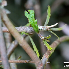 In cultivation.<br>Photographer: Jeremy R. Rolfe, Date taken: 07/11/2018, Licence: <a target='_blank' href='https://creativecommons.org/licenses/by/4.0'>CC BY</a>. <a class='member-message' href='/nzpcn/why-join-nzpcn/' target='_blank'>Members can view a larger version of this image.</a>