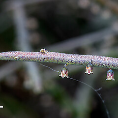 In cultivation.<br>Photographer: Jeremy R. Rolfe, Date taken: 07/11/2018, Licence: <a target='_blank' href='https://creativecommons.org/licenses/by/4.0'>CC BY</a>. <a class='member-message' href='/nzpcn/why-join-nzpcn/' target='_blank'>Members can view a larger version of this image.</a>