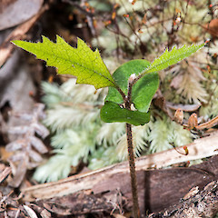Seedling, with cotyledon leaves. Upper Hutt.<br>Photographer: Jeremy R. Rolfe, Date taken: 17/12/2014, Licence: <a target='_blank' href='https://creativecommons.org/licenses/by/4.0'>CC BY</a>.