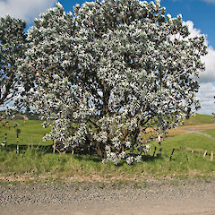 Northland.<br>Photographer: Jeremy R. Rolfe, Date taken: 23/10/2009, Licence: <a target='_blank' href='https://creativecommons.org/licenses/by/4.0'>CC BY</a>.