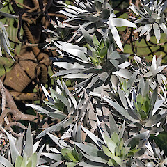 Northland.<br>Photographer: Jeremy R. Rolfe, Date taken: 23/10/2009, Licence: <a target='_blank' href='https://creativecommons.org/licenses/by/4.0'>CC BY</a>. <a class='member-message' href='/nzpcn/why-join-nzpcn/' target='_blank'>Members can view a larger version of this image.</a>