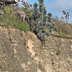 Northland.<br>Photographer: Jeremy R. Rolfe, Date taken: 23/10/2009, Licence: <a target='_blank' href='https://creativecommons.org/licenses/by/4.0'>CC BY</a>. <a class='member-message' href='/nzpcn/why-join-nzpcn/' target='_blank'>Members can view a larger version of this image.</a>