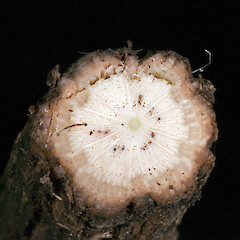 Transverse section of stem. Silverstream, Upper Hutt.<br>Photographer: Jeremy R. Rolfe, Date taken: 15/04/2008, Licence: <a target='_blank' href='https://creativecommons.org/licenses/by/4.0'>CC BY</a>. <a class='member-message' href='/nzpcn/why-join-nzpcn/' target='_blank'>Members can view a larger version of this image.</a>