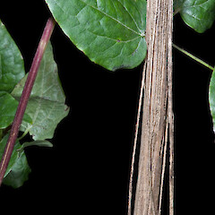 Stem detail. Silverstream, Upper Hutt.<br>Photographer: Jeremy R. Rolfe, Date taken: 15/04/2008, Licence: <a target='_blank' href='https://creativecommons.org/licenses/by/4.0'>CC BY</a>. <a class='member-message' href='/nzpcn/why-join-nzpcn/' target='_blank'>Members can view a larger version of this image.</a>