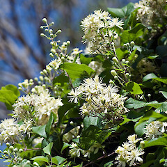 Hutt Valley.<br>Photographer: Jeremy R. Rolfe, Date taken: 04/02/2007, Licence: <a target='_blank' href='https://creativecommons.org/licenses/by/4.0'>CC BY</a>. <a class='member-message' href='/nzpcn/why-join-nzpcn/' target='_blank'>Members can view a larger version of this image.</a>