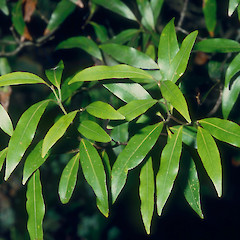Remutaka Forest Park.<br>Photographer: Jeremy R. Rolfe, Date taken: 13/02/1985, Licence: <a target='_blank' href='https://creativecommons.org/licenses/by/4.0'>CC BY</a>.