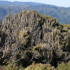 Wind-shorn trees. Boulder Hill, western Hutt hills.<br>Photographer: Jeremy R. Rolfe, Date taken: 02/07/2005, Licence: <a target='_blank' href='https://creativecommons.org/licenses/by/4.0'>CC BY</a>.