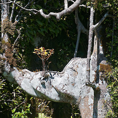 Regrowth on distorted trunk. Boulder Hill, western Hutt hills.<br>Photographer: Jeremy R. Rolfe, Date taken: 13/01/2011, Licence: <a target='_blank' href='https://creativecommons.org/licenses/by/4.0'>CC BY</a>.