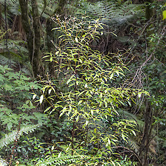 Stokes Valley, Lower Hutt.<br>Photographer: Jeremy R. Rolfe, Date taken: 18/11/2012, Licence: <a target='_blank' href='https://creativecommons.org/licenses/by/4.0'>CC BY</a>.