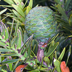Female cone. In cultivation.<br>Photographer: Jeremy R. Rolfe, Date taken: 21/02/2011, Licence: <a target='_blank' href='https://creativecommons.org/licenses/by/4.0'>CC BY</a>.