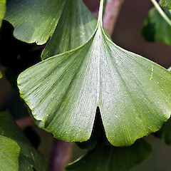 In cultivation.<br>Photographer: Jeremy R. Rolfe, Date taken: 19/02/2009, Licence: <a target='_blank' href='https://creativecommons.org/licenses/by/4.0'>CC BY</a>. <a class='member-message' href='/nzpcn/why-join-nzpcn/' target='_blank'>Members can view a larger version of this image.</a>