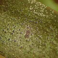 On kauri, Kerikeri.<br>Photographer: Marley Ford, Licence: <a target='_blank' href='https://creativecommons.org/licenses/by-nc/4.0'>CC BY-NC</a>. <a class='member-message' href='/nzpcn/why-join-nzpcn/' target='_blank'>Members can view a larger version of this image.</a>