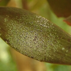 On kauri, Kerikeri.<br>Photographer: Marley Ford, Licence: <a target='_blank' href='https://creativecommons.org/licenses/by-nc/4.0'>CC BY-NC</a>. <a class='member-message' href='/nzpcn/why-join-nzpcn/' target='_blank'>Members can view a larger version of this image.</a>