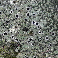 Auckland.<br>Photographer: Peter J de Lange, Licence: Public domain. <a class='member-message' href='/nzpcn/why-join-nzpcn/' target='_blank'>Members can view a larger version of this image.</a>