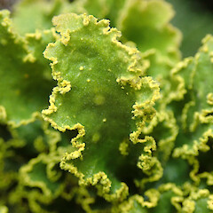 Hinewai Reserve, Banks Peninsula.<br>Photographer: Melissa Hutchison, Date taken: 11/11/2019, Licence: <a target='_blank' href='https://creativecommons.org/licenses/by-nc/4.0'>CC BY-NC</a>. <a class='member-message' href='/nzpcn/why-join-nzpcn/' target='_blank'>Members can view a larger version of this image.</a>