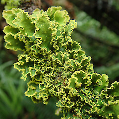 Hinewai Reserve, Banks Peninsula.<br>Photographer: Melissa Hutchison, Date taken: 11/11/2019, Licence: <a target='_blank' href='https://creativecommons.org/licenses/by-nc/4.0'>CC BY-NC</a>. <a class='member-message' href='/nzpcn/why-join-nzpcn/' target='_blank'>Members can view a larger version of this image.</a>