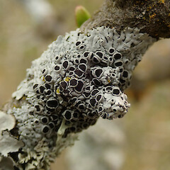 Physcia jackii