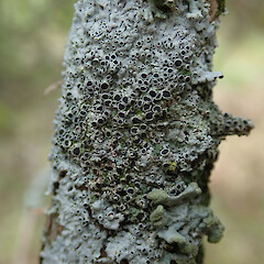 Motukānuka Scientific Reserve, Waimakariri District.<br>Photographer: Melissa Hutchison, Date taken: 09/11/2019, Licence: <a target='_blank' href='https://creativecommons.org/licenses/by-nc/4.0'>CC BY-NC</a>. <a class='member-message' href='/nzpcn/why-join-nzpcn/' target='_blank'>Members can view a larger version of this image.</a>