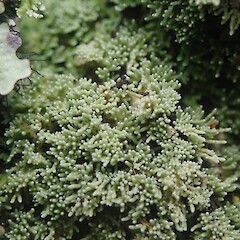 Neophyllis melacarpa