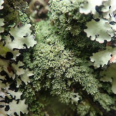 Mahurangi East.<br>Photographer: Marley Ford, Licence: <a target='_blank' href='https://creativecommons.org/licenses/by-nc/4.0'>CC BY-NC</a>. <a class='member-message' href='/nzpcn/why-join-nzpcn/' target='_blank'>Members can view a larger version of this image.</a>