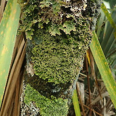 Sticta squamata