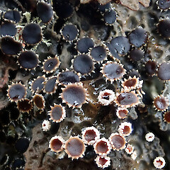 Corticolous on kahikatoa (Leptospermum scoparium var. scoparium), Kahurangi Nelson.<br>Photographer: Peter J de Lange, Date taken: 02/02/2022, Licence: <a target='_blank' href='https://creativecommons.org/licenses/by-nc/4.0'>CC BY-NC</a>. <a class='member-message' href='/nzpcn/why-join-nzpcn/' target='_blank'>Members can view a larger version of this image.</a>