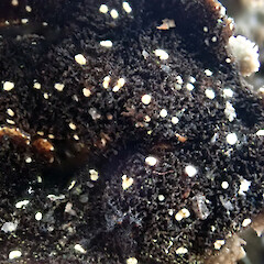 Pseudocyphellae, Kahurangi Nelson.<br>Photographer: Peter J de Lange, Date taken: 02/02/2022, Licence: <a target='_blank' href='https://creativecommons.org/licenses/by-nc/4.0'>CC BY-NC</a>. <a class='member-message' href='/nzpcn/why-join-nzpcn/' target='_blank'>Members can view a larger version of this image.</a>