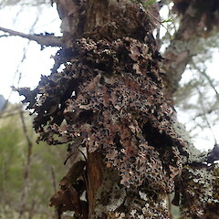 Corticolous on Kunzea serotina, Mt Owen Nelson.<br>Photographer: Marley Ford, Date taken: 02/01/2021, Licence: <a target='_blank' href='https://creativecommons.org/licenses/by-nc/4.0'>CC BY-NC</a>. <a class='member-message' href='/nzpcn/why-join-nzpcn/' target='_blank'>Members can view a larger version of this image.</a>